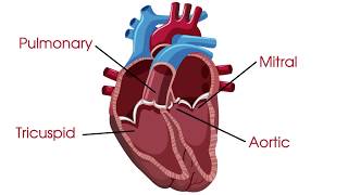 What are heart valves and heart valve disease [upl. by Seale555]