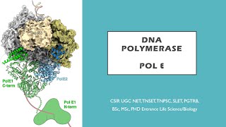 DNA polymerase epsilon Pol ε Tamil CSIR NET TNSET GATE  PGTRB BSc MSc PhD [upl. by Ahsytal]