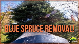 Blue Spruce Straight Forward Removal [upl. by Breeze]