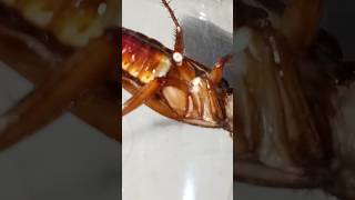 Cockroach animals Cockroach video nature cockroach animals [upl. by Asha361]