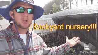 Free Plants  How to start a backyard nursery and grow plants for free [upl. by Wiencke]