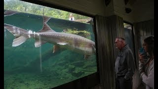 Bonneville Dam [upl. by Annav]