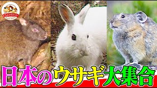 【かわいい】意外と知らない日本の野ウサギたち…“生きた化石”や特別天然記念物も！産まれたての赤ちゃんの様子も観察【どうぶつ奇想天外／WAKUWAKU】 [upl. by Yhprum]