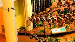 Carnegie Museum Dinosaur Exhibit  Oakland Pennsylvania [upl. by Milli302]