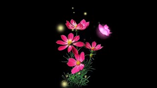 Pink flower effect black screen  black screen flower video  flower black screen whatsapp status [upl. by Creight304]