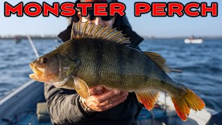 4 PERCH over 4lb and a ZANDER over 10lb Incredible lure fishing session [upl. by Marpet]