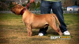 AMERICAN BULLY  YOGI THE BEAR [upl. by Alohs]