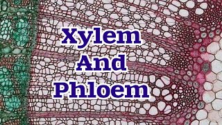 Transport in Plants Xylem and Phloem [upl. by Ettegroeg329]