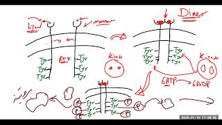 مستقبلات الكيناز تيروسين Receptor tyrosine kinases [upl. by Garrik]