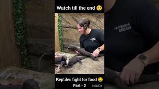 Big lizards fighting over food  Such an amazing thing animals lizard wildlife viralvideo food [upl. by Yasdnil]