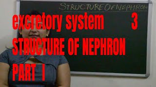 Structure of NEPHRON And formation of urine explained part1 BIOLOGY  ICSE CBSE Board Exams [upl. by Eldwun]