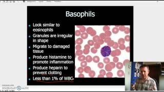 Granulocytes and Agranulocytes [upl. by Agripina]