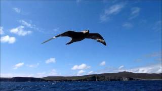 Fulmar juvenile flying alongside boat [upl. by Ralip769]