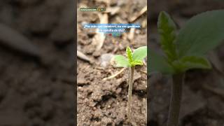 Consejos para Germinar semillas de canavis seeds CultivoSustentable nature [upl. by Christis373]