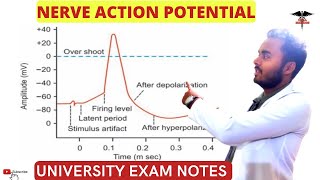 Nerve Action Potential  Saltatory Conduction  CNS Physiology [upl. by Deonne576]