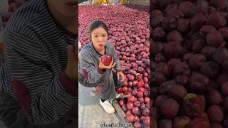 The Rural Farmer is Having Trouble Picking a Lots of Apples 🍎 🍎 from Farm shorts apple ytshorts [upl. by Lashar]