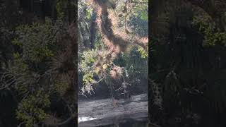 Giant Air Plants amp Resurrection Fern on Live Oak by Econlockhatchee in Little Big Econ State Forest [upl. by Plante]