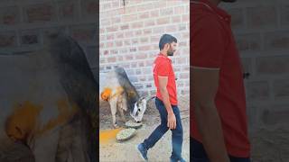 Please help gau mata 🙏 😭 shorts viralvideo gauseva arijitsingh radhegovindavlogs [upl. by Pantheas472]