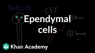 Ependymal cells  Nervous system physiology  NCLEXRN  Khan Academy [upl. by Sobel]