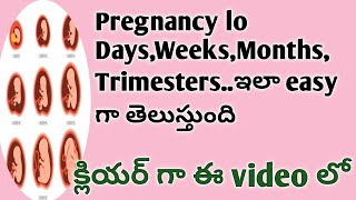 pregnancy time lo trimesters monthsweeks days ఎలా తెలుసుకోవాలిTanu Thinks [upl. by Adnylg]