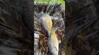 Feeder fishing plu dubble carp on light feeder rod 🎣 [upl. by Odom]