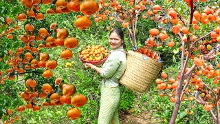 Harvesting Tangerine Garden  Make Tangerines Soaked In Sugar Go to market sell  Alma Daily Life [upl. by Eerazed]