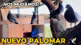 ¡Nos cambiamos de palomar 🕊️ Nuevas instalaciones y ejemplares 👏🏻🤩 Volviendo a los orígenes [upl. by Zink]