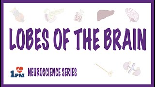 LOBES OF THE BRAIN [upl. by Ophelia]