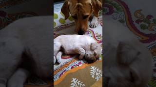 🙋Hi friends🤷‍♀️🤷‍♂️ Tooty 🤷‍♀️care taker🐶🦮 tooty loves new born puppy🐕‍🦺youtubeshortsampvideos 🐕🐶 [upl. by Erdua]