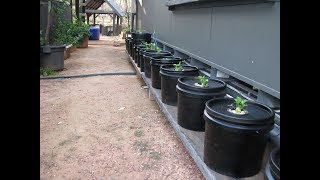 Off the Grid Kratky Method of Hydroponics guerilla buckets [upl. by Athenian]