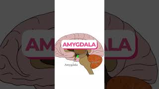 Limbic system brain humanbrain medical biology [upl. by Ankney501]