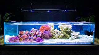 How I Built My Shallow Reef Tank How To Make a Reef Tank [upl. by Calvinna]