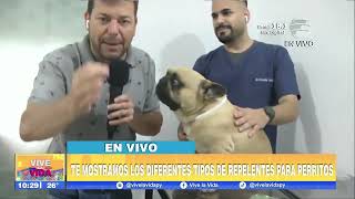 ¡Mitos de repelentes para perritos Veterinaria En VLV 19 11 24 [upl. by Jillayne]