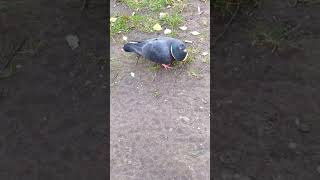 Delicious necklace a beautiful pigeon with a ring of bread around its neckbird [upl. by Gnauq192]