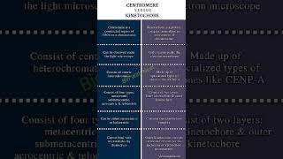 Centromere Verses Kinetochore [upl. by Ades803]