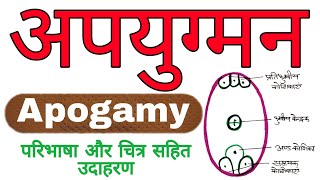 अपयुग्मन  apogamy in hindi  class 12 Biology  apyugman kya hai aur examples  Biology ScienceSK [upl. by Cherida]