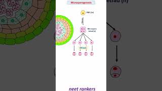 Microsporogenesis and formation of Pollen grain neetrankers neetmotivation neetpreparation neet [upl. by Hector19]