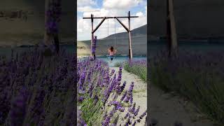 Brighten Your Day with Lavender amp Jazz 🌸 Bossa Nova Relaxation bossanovajazz lavender [upl. by Okiron]