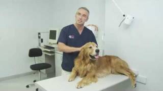 Osteoarthritis in dogs [upl. by Neffirg344]