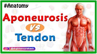 Difference between Aponeurosis and Tendon [upl. by Llet]