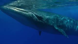 Marvelous views of whales [upl. by Cale111]