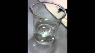 Magnesium reacting with Water [upl. by Donia]