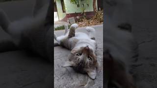 Garongan 😹 shortvideo [upl. by Fihsak]