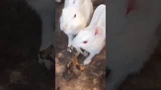 White Red Eyes Rabbits 🤍❤🤍shorts animals easterbunny [upl. by Pratte38]