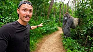 5 Hours with Wild Mountain Gorillas Worlds Best Wildlife Encounter [upl. by Enirroc130]