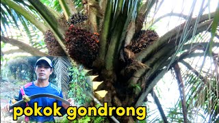 Panen sawit pokok gondrong auto pruning langsung [upl. by Lairret]