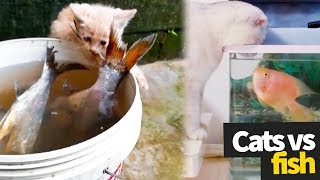 Cat vs Fish Compilation  The Ultimate Showdown [upl. by Halilad]