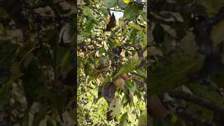 Vichitra prakar ka Naspati 😮😮😄uttarakhand fruit naspati nature [upl. by Nerradal918]