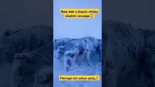 Videoga like bosib ketamiz kanalga obuna bo‘ling respect animals sigirlar buqalar respect [upl. by Atinele]