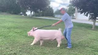 Shipley Swine Genetics Yorkshire Boar Kat Walk [upl. by Philina]